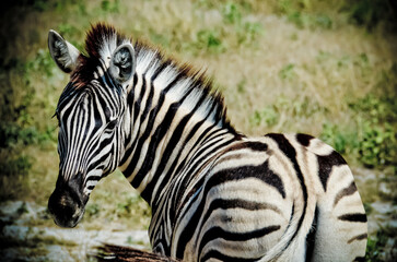 Zebra looking back from behind