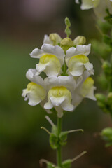 A delicate white snapdragon flower with soft yellow centers blooms gracefully against a blurred green background, showcasing its elegant and subtle beauty.