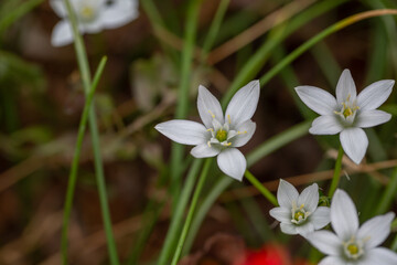 A cluster of delicate white star-shaped flowers with yellow centers blooms gracefully among slender green stems, creating a serene and natural scene.