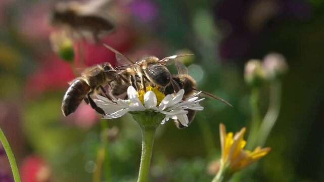 Bee, Flying on Flowers. Many Bees. closeup view. Slow-motion.  daisy flower
