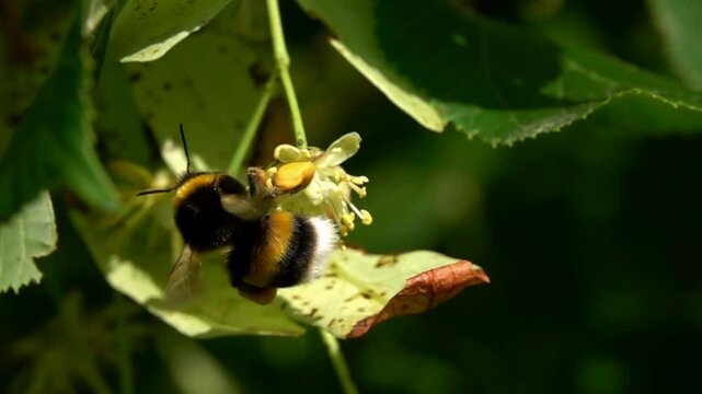 Bumble bee slow motion flying details. lots of pollen. bumblebee

