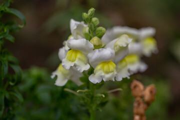 A delicate white snapdragon flower with soft yellow centers blooms gracefully against a blurred green background, showcasing its elegant and subtle beauty.