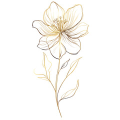 gold foil jasmine line art elegant floral outline with detailed petals and thin stems luxury botanical clip art white background