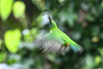 hummingbird in the garden