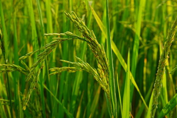 Rice field agriculture grain food yield season