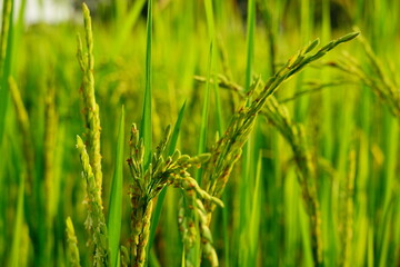Rice field agriculture grain food yield season