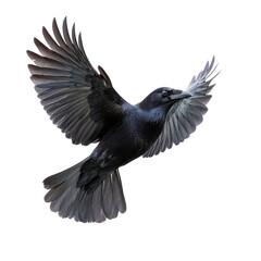 Obraz premium Isolated black crow flying in dark background wildlife bird photography on transparent background