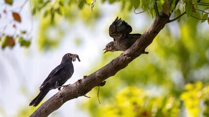 blackbird on a branch