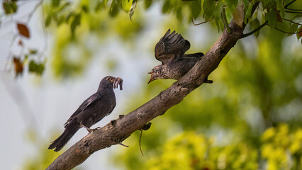 vulture on a branch