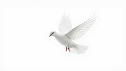Obraz premium White Dove in Flight, Symbol of Peace and Hope