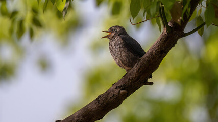 red winged blackbird