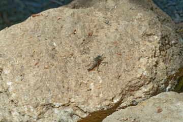 Stichopogon