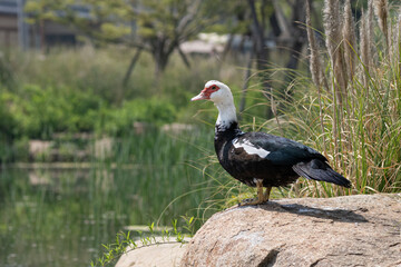 black billed hornbill