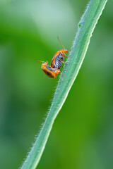 macro of a fly