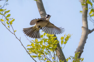blue tit on branch