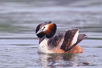 great crested grebe with fish