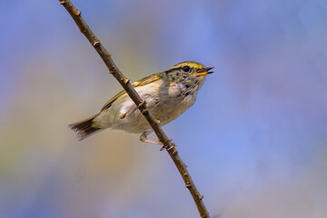 blue tit on branch