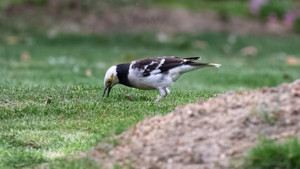 atlantic puffin or common puffin or common puffin