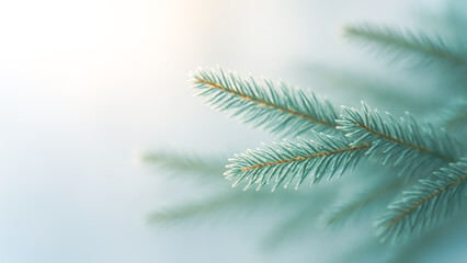 Fototapeta premium Minimal Fir Branch Close-Up With Soft Light And Frosty Tones For Winter Design. Concept Of Nature-Inspired Christmas Backgrounds, Seasonal Calm, Eco Holiday Aesthetics, And Nature Visual Balance