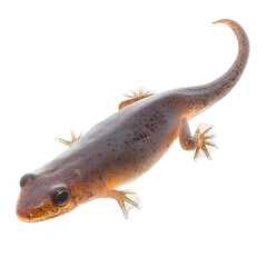 Obraz premium A small brown and white lizard with black spots