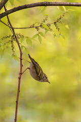 bird on a branch