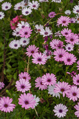 A vibrant cluster of pink and white African daisies in full bloom creates a stunning floral display. Their vivid petals and dark centers contrast beautifully with lush green foliage.