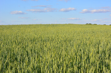 Naklejka premium A field of green wheat under a blue sky in the evening