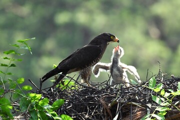 black vulture in the nest