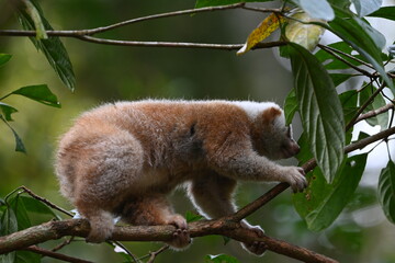red and white lemur