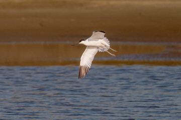 seagull flying in the water