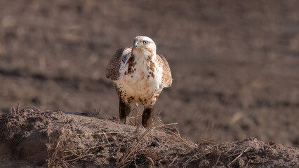 red tailed hawk in flight