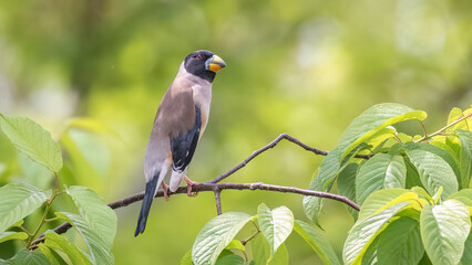 yellow billed kingfisher