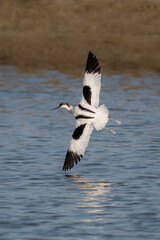 black winged stilt