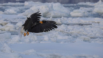 black vulture in the snow