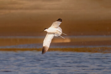 seagull flying in the water