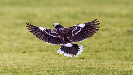black kite butterfly