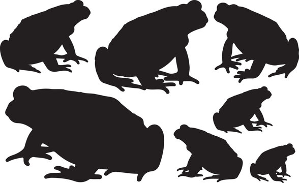 American Toad Silhouette &ndash; Minimal Vector Illustration on White Background