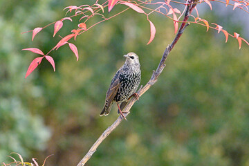 red tailed hawk perched on branch