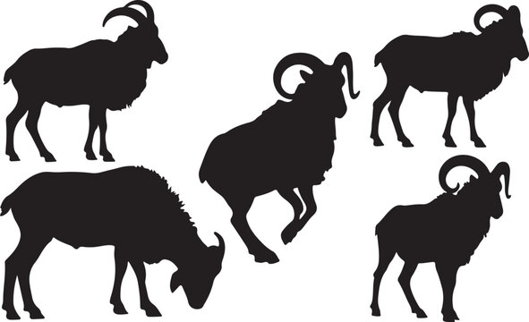Aoudad Sheep Silhouette &ndash; Minimal Vector Illustration on White Background