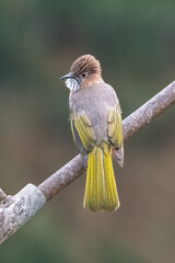 great spotted woodpecker