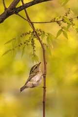 sparrow on a branch
