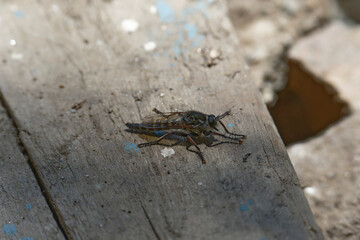Stichopogon