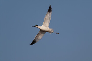 seagull flying in the sky