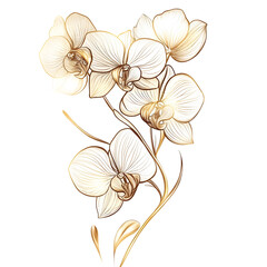 luxury gold foil orchid floral line art elegant fine line botanical drawing glamorous flower clip art white background