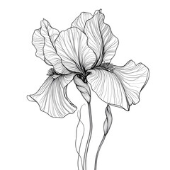 minimalist iris flower line art with elegant curves and flowing petal outline black ink single-line drawing clip art white background