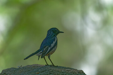 Oriental magpie robin on the branch
