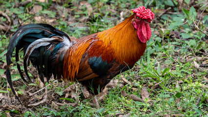 Healthy indigenious Roaster from India Assam with vibrant colors and unique flower in it's forehead
