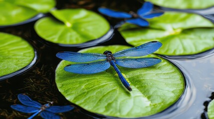 Elegant Blue Dragonflies Resting on Green Lily Pads in Water