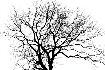 Fototapeta premium An artistic representation of nature with a simple white background highlights the tree's silhouette.