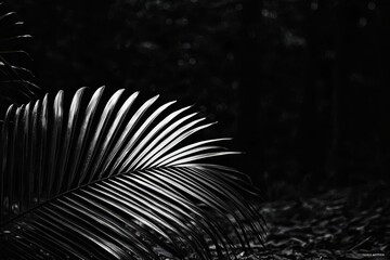 Artistic focus on a solitary palm leaf surrounded by dense woods. 